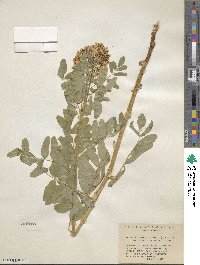 Astragalus frigidus image