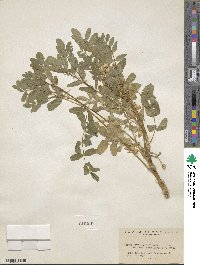 Astragalus frigidus image