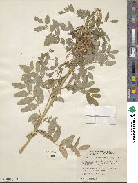 Astragalus frigidus subsp. americanus image