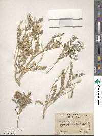 Astragalus geyeri image