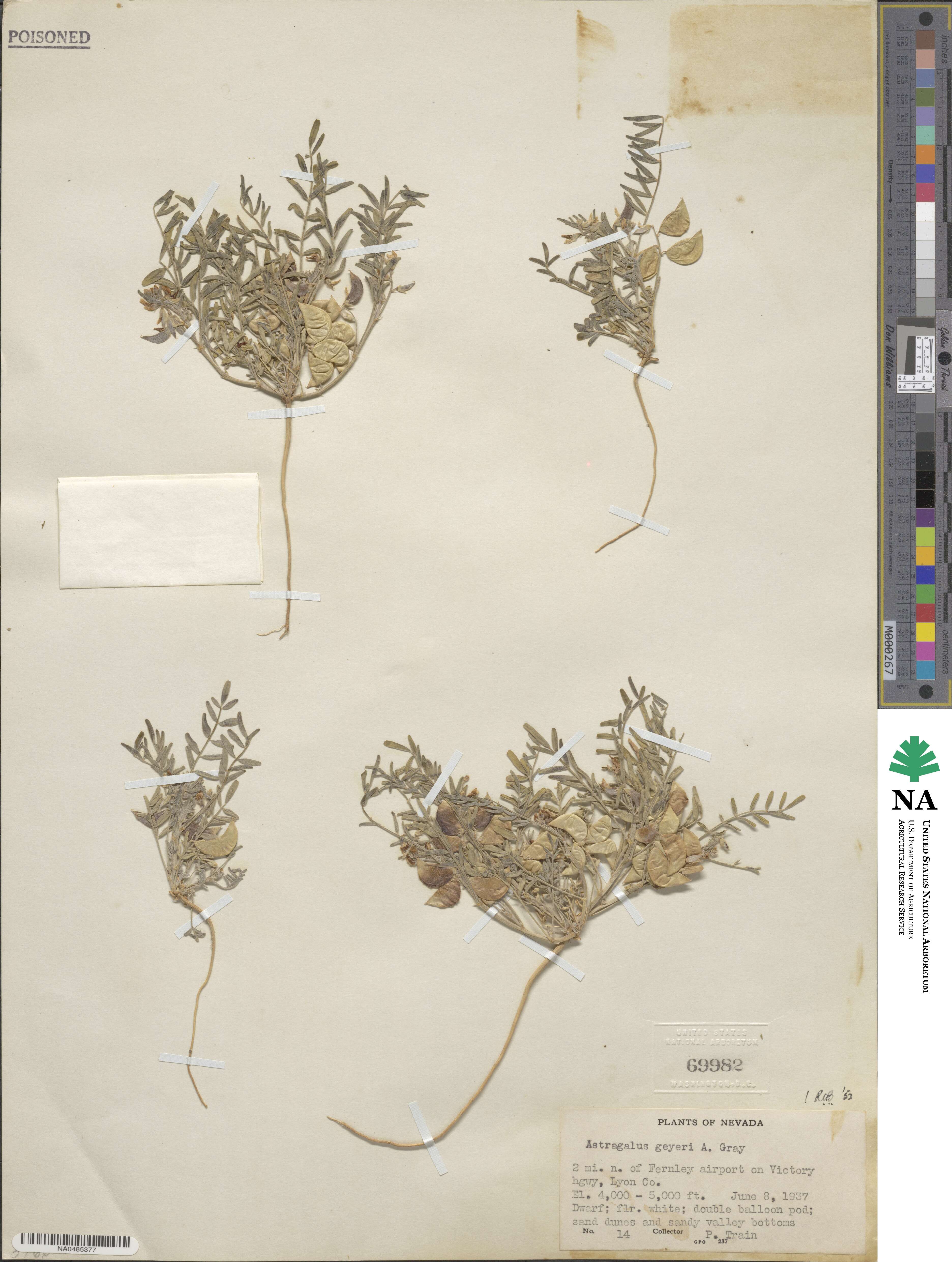 Astragalus geyeri image