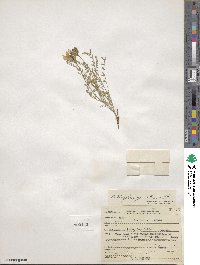 Astragalus agrestis image