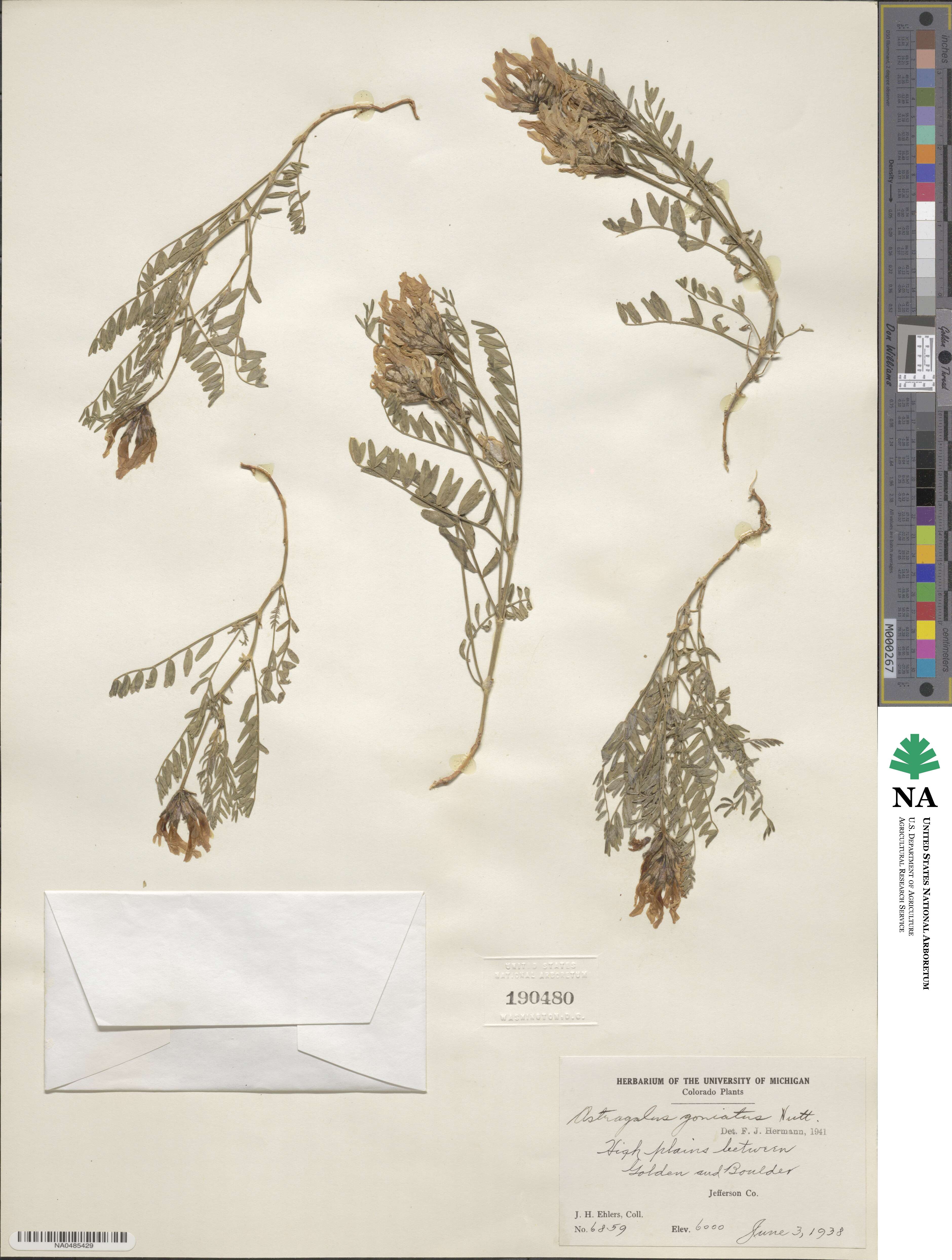 Astragalus agrestis image