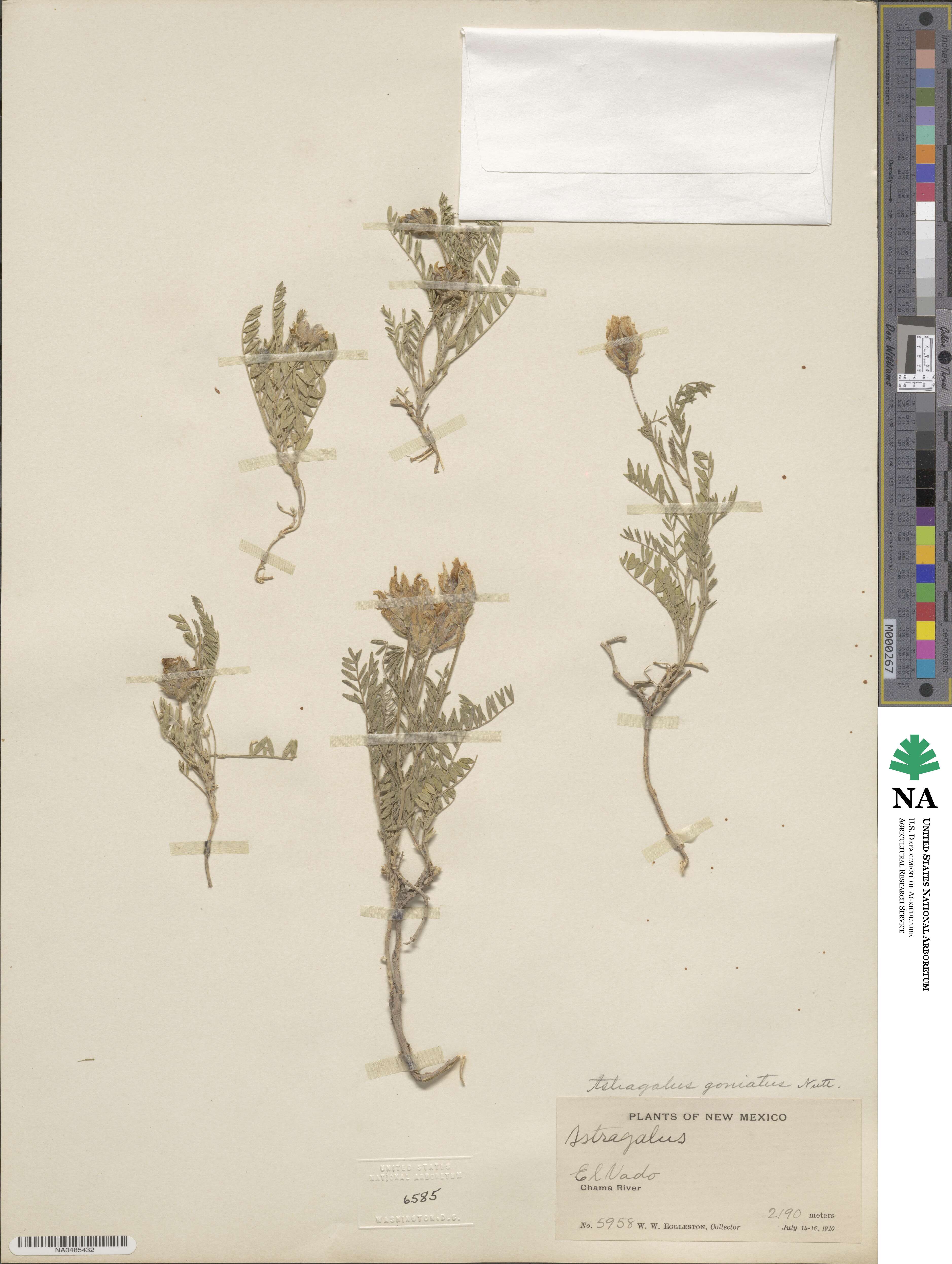 Astragalus agrestis image