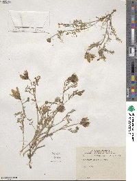 Astragalus agrestis image