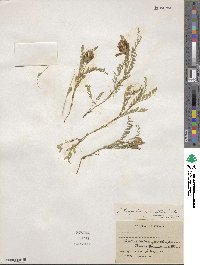 Astragalus agrestis image