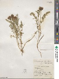 Astragalus agrestis image