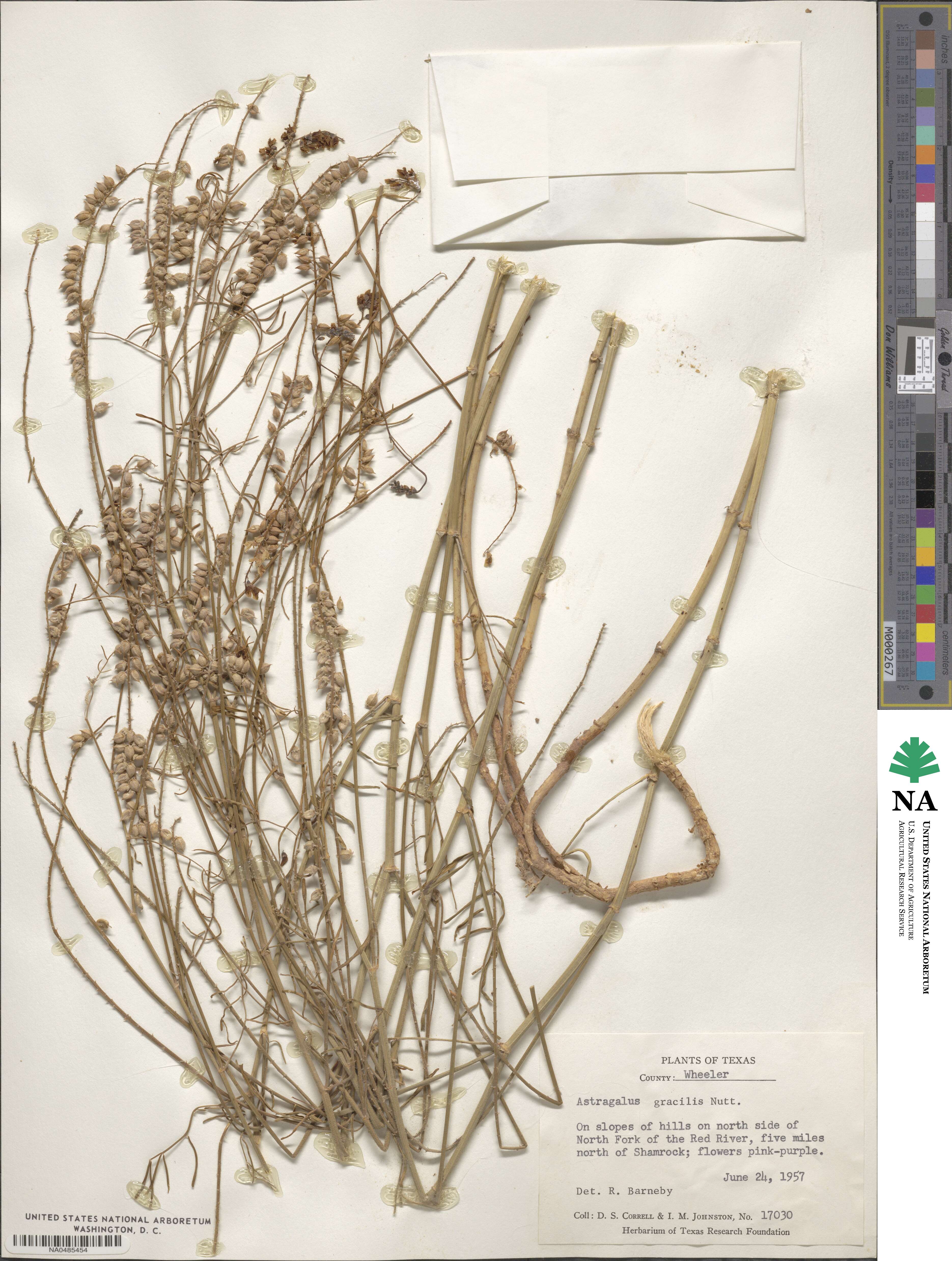 Astragalus gracilis image