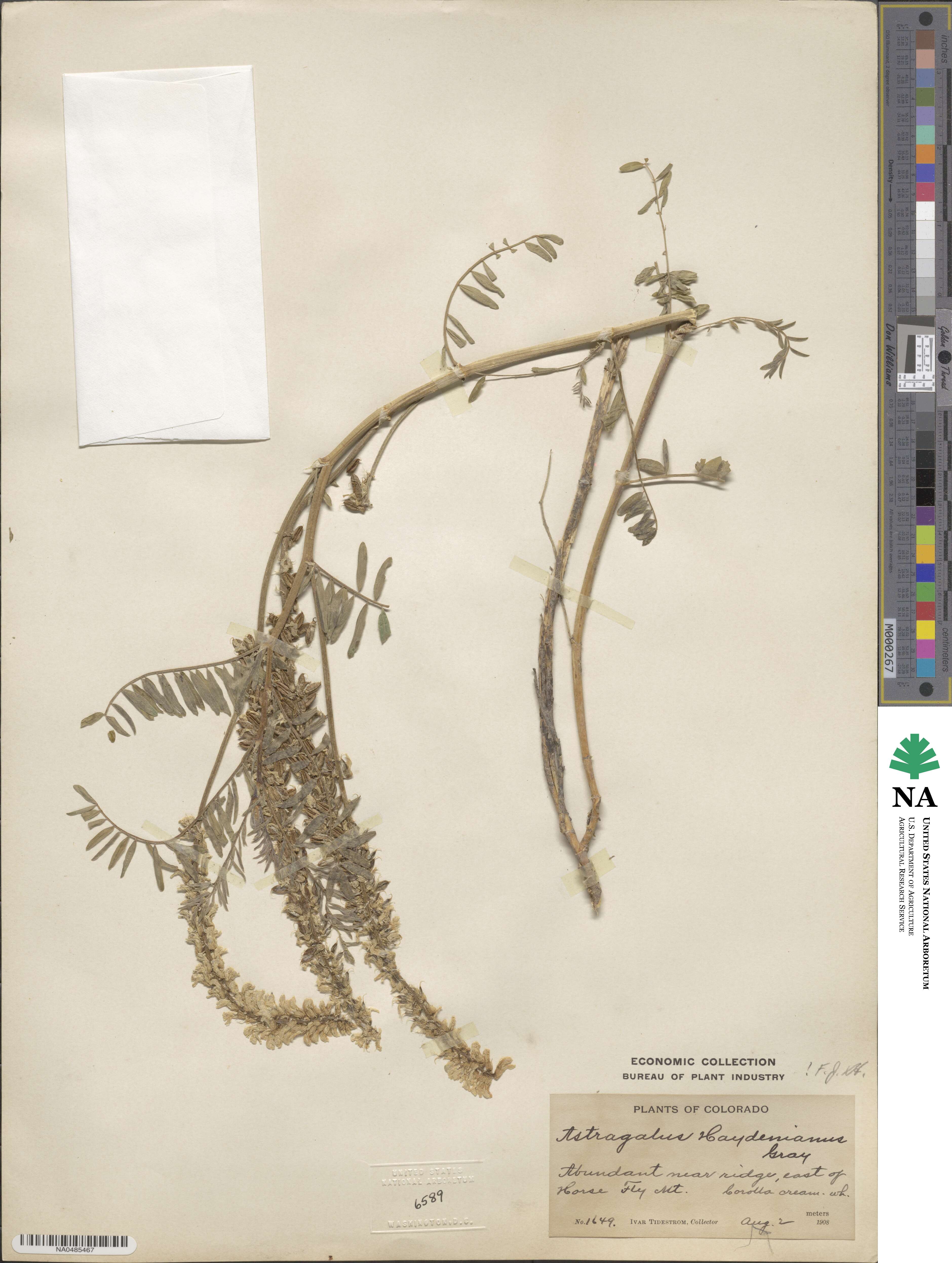 Astragalus bisulcatus image
