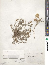 Astragalus hookerianus image