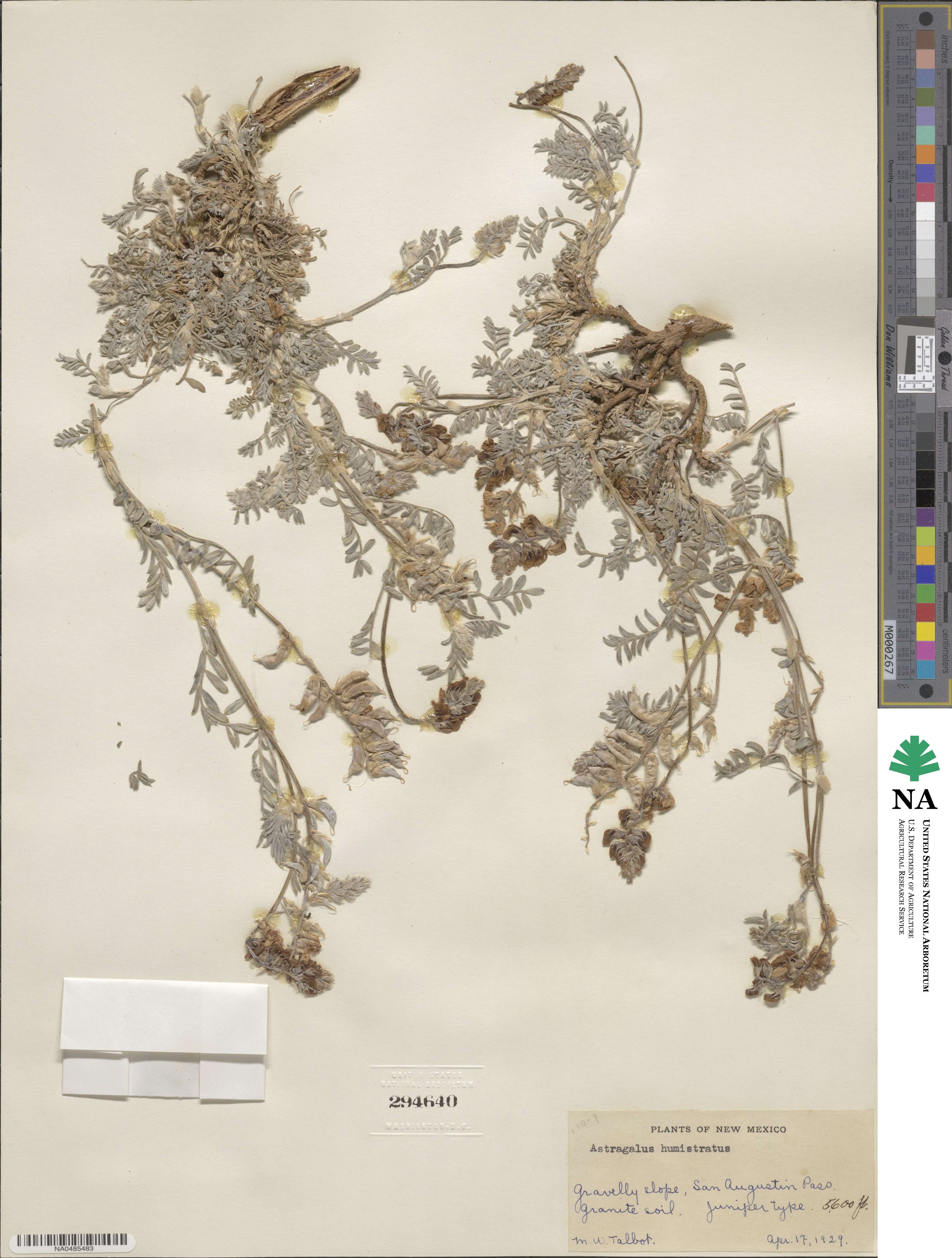 Astragalus humistratus image