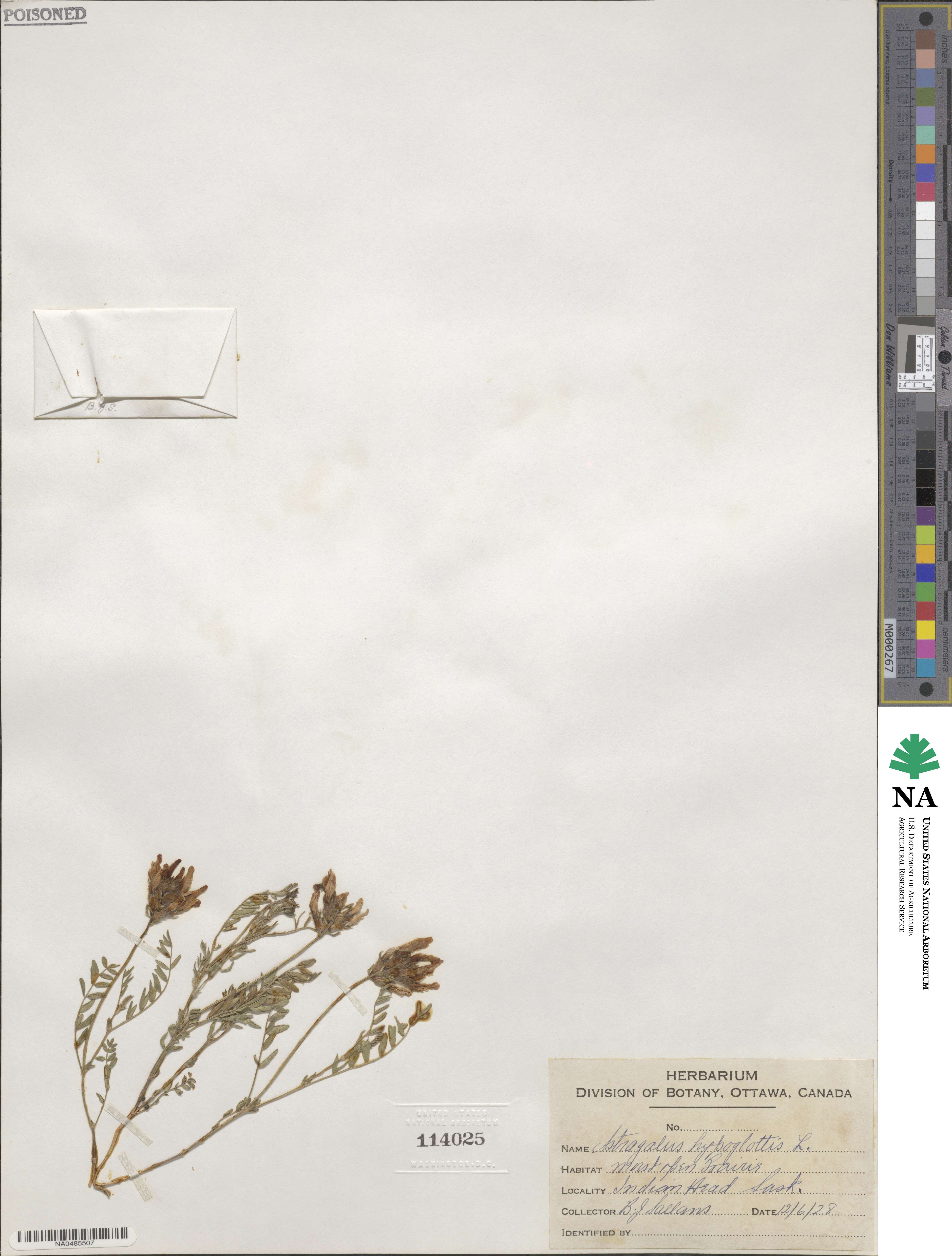 Astragalus hypoglottis image