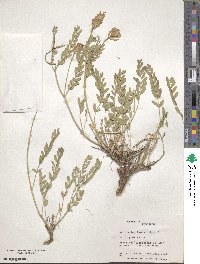 Astragalus hypoglottis image