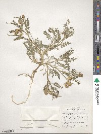 Astragalus lentiginosus var. iodanthus image