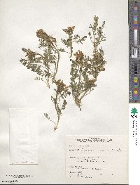 Astragalus lentiginosus var. iodanthus image