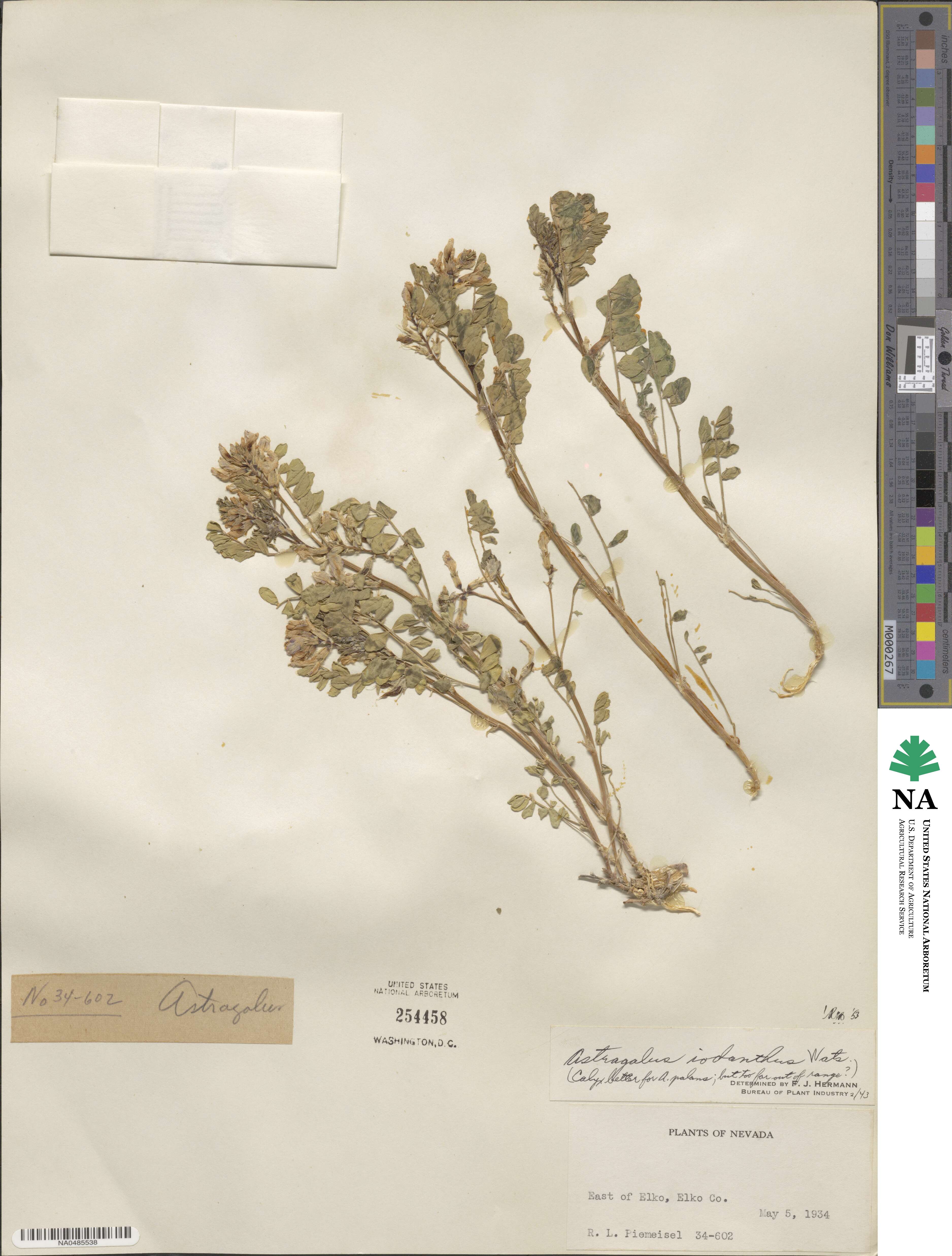 Astragalus lentiginosus var. iodanthus image
