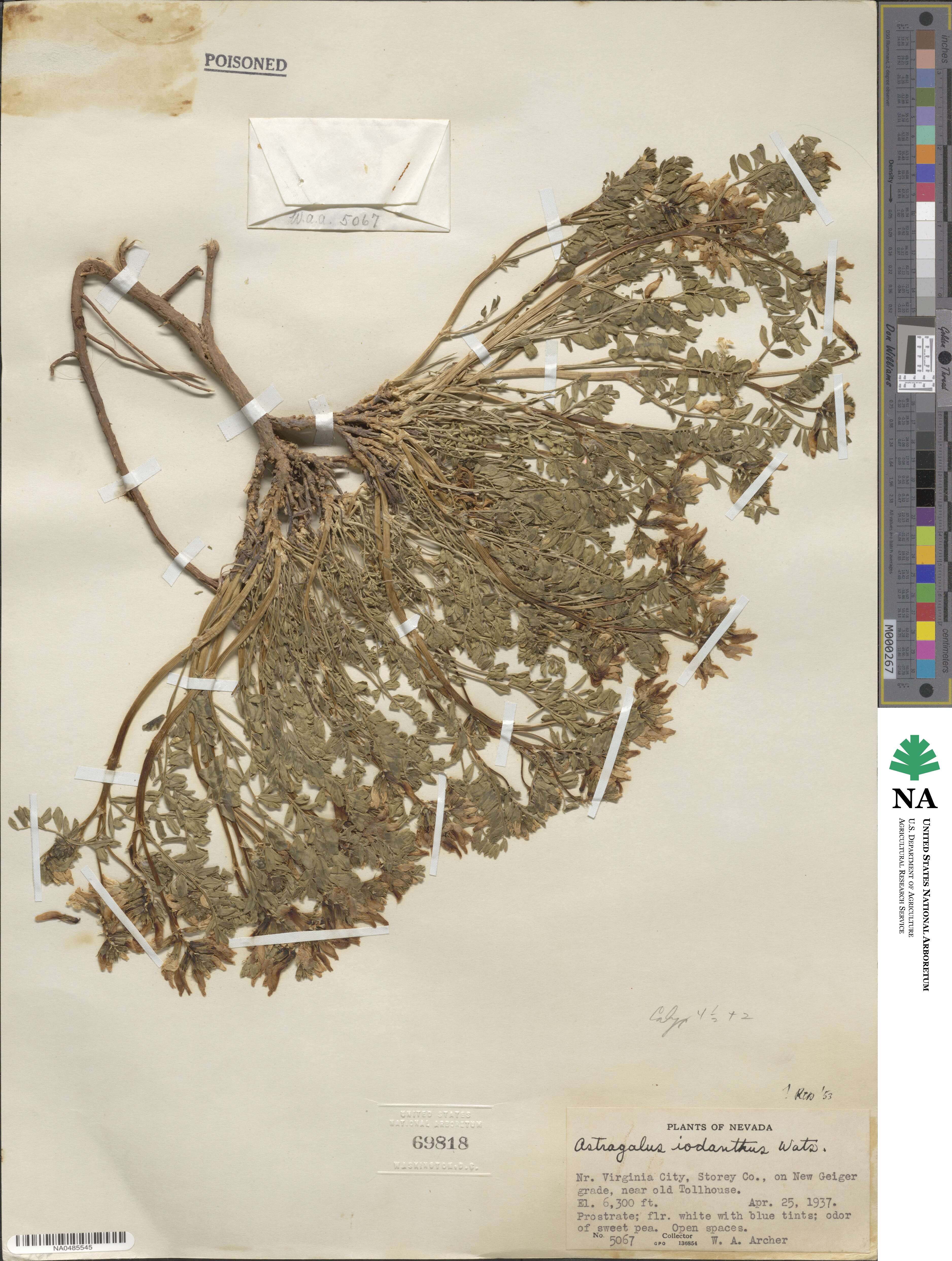 Astragalus lentiginosus var. iodanthus image