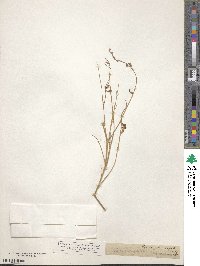 Astragalus junceus image