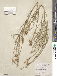 Astragalus junceus image