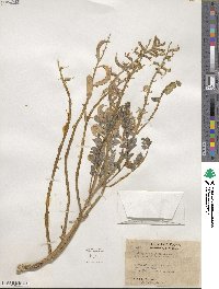 Astragalus layneae image