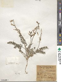 Astragalus layneae image