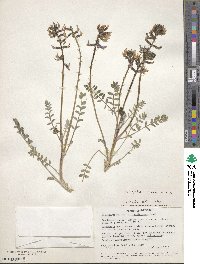 Astragalus layneae image