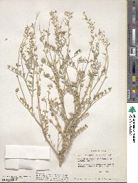 Astragalus lentiginosus image