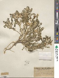 Astragalus lentiginosus image