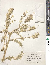 Astragalus lentiginosus image