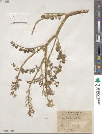 Astragalus lentiginosus image