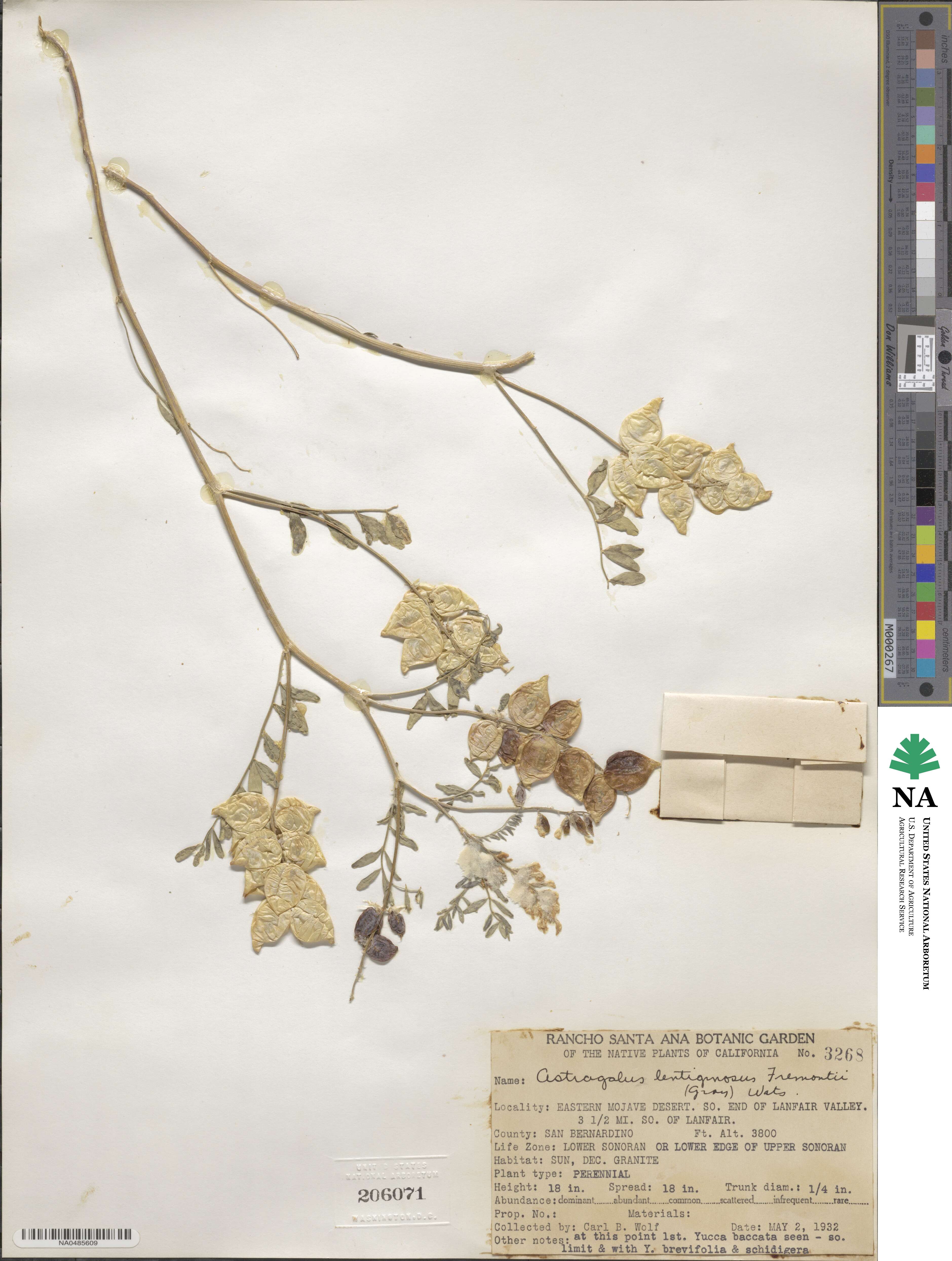 Astragalus lentiginosus var. fremontii image