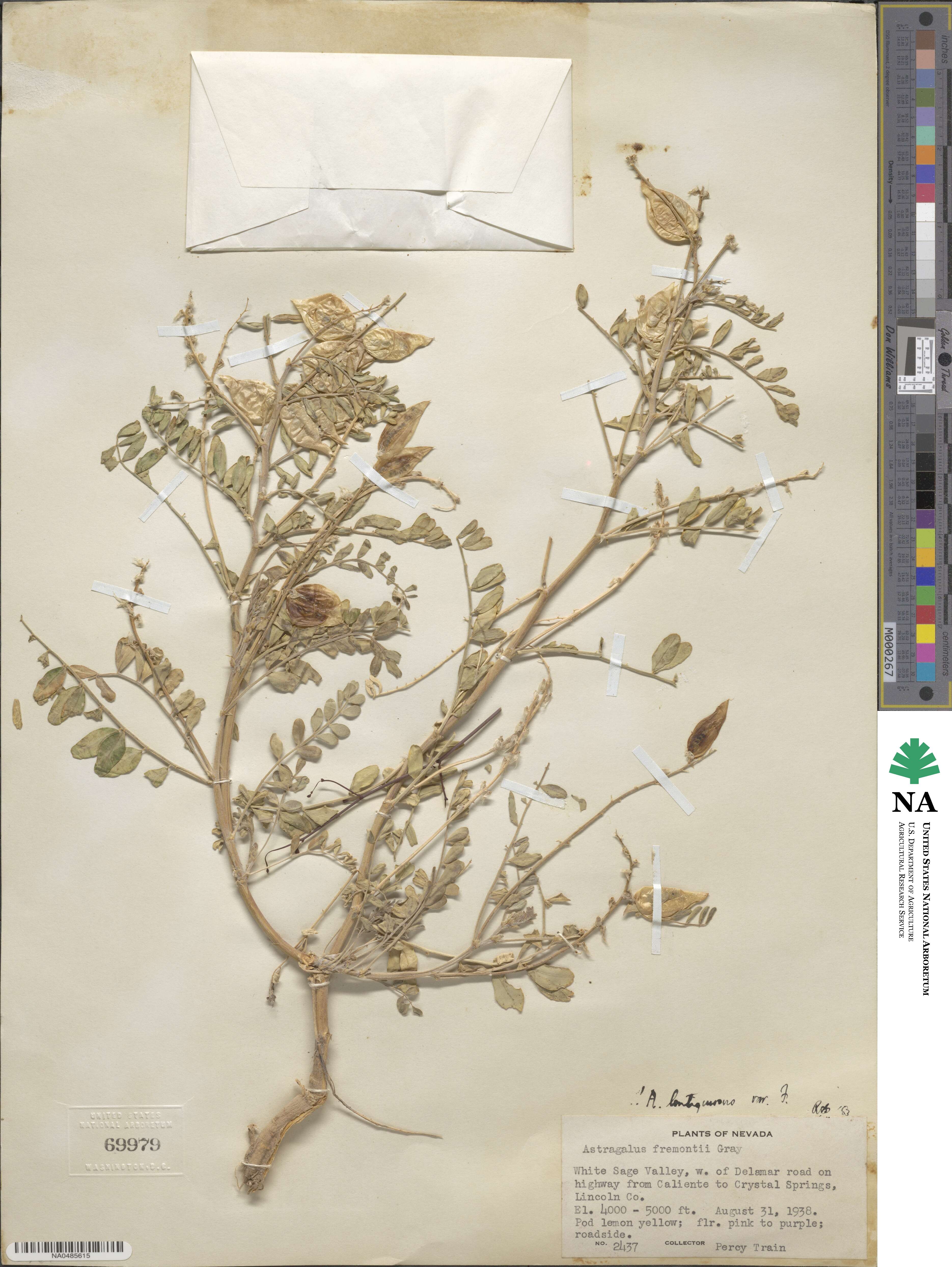 Astragalus lentiginosus var. fremontii image