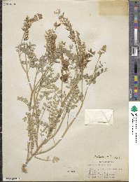 Astragalus lentiginosus image