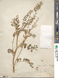 Astragalus lentiginosus image