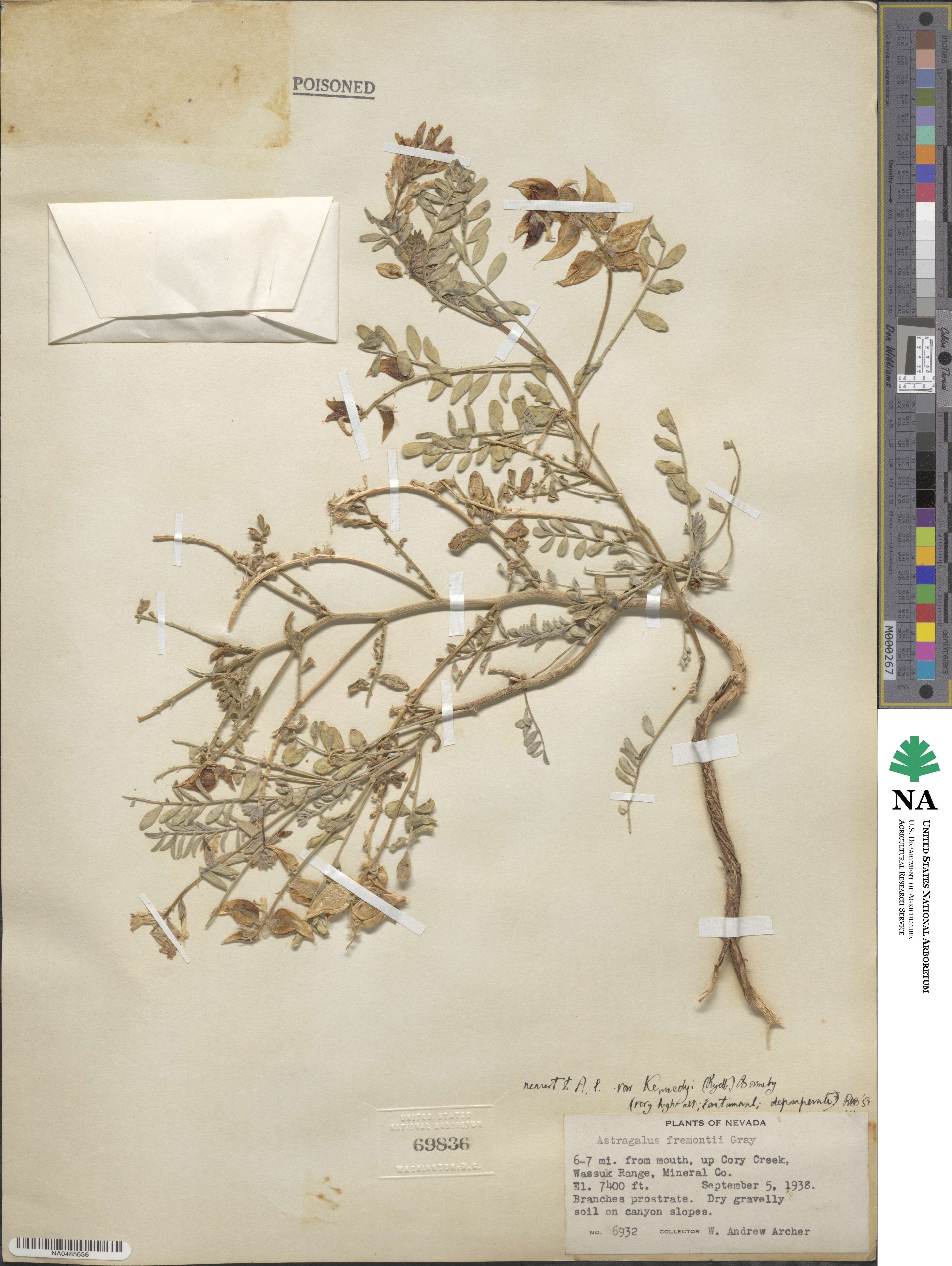 Astragalus lentiginosus var. kennedyi image