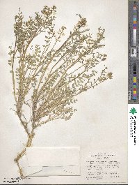 Astragalus lentiginosus var. salinus image