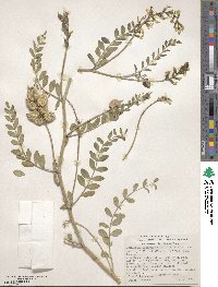 Astragalus lentiginosus image