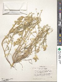 Astragalus lentiginosus image