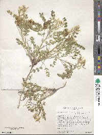 Astragalus lentiginosus image