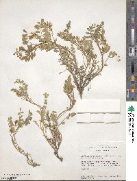 Astragalus lentiginosus image