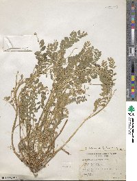 Astragalus lentiginosus image