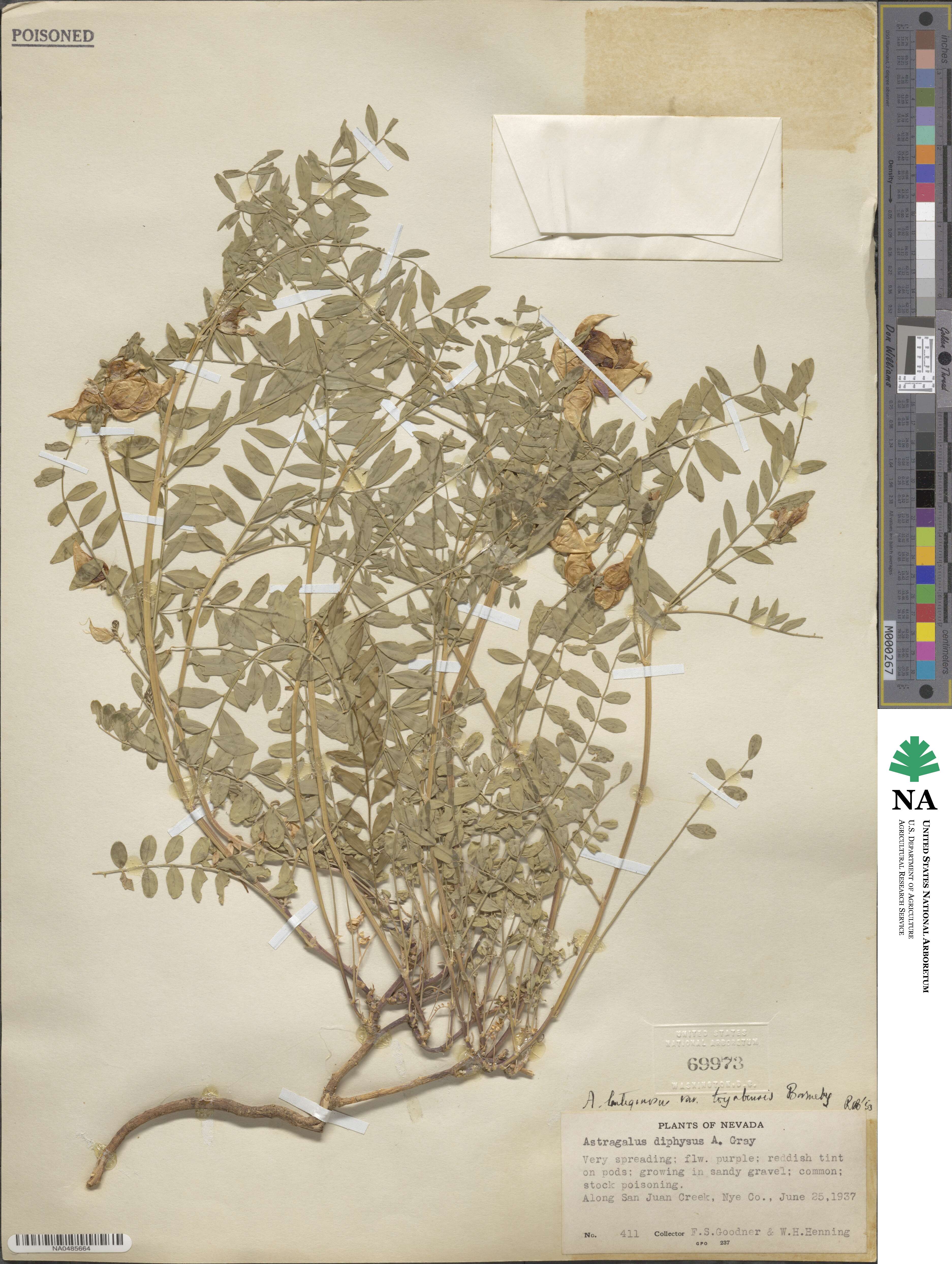 Astragalus lentiginosus var. scorpionis image