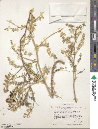 Astragalus lentiginosus image