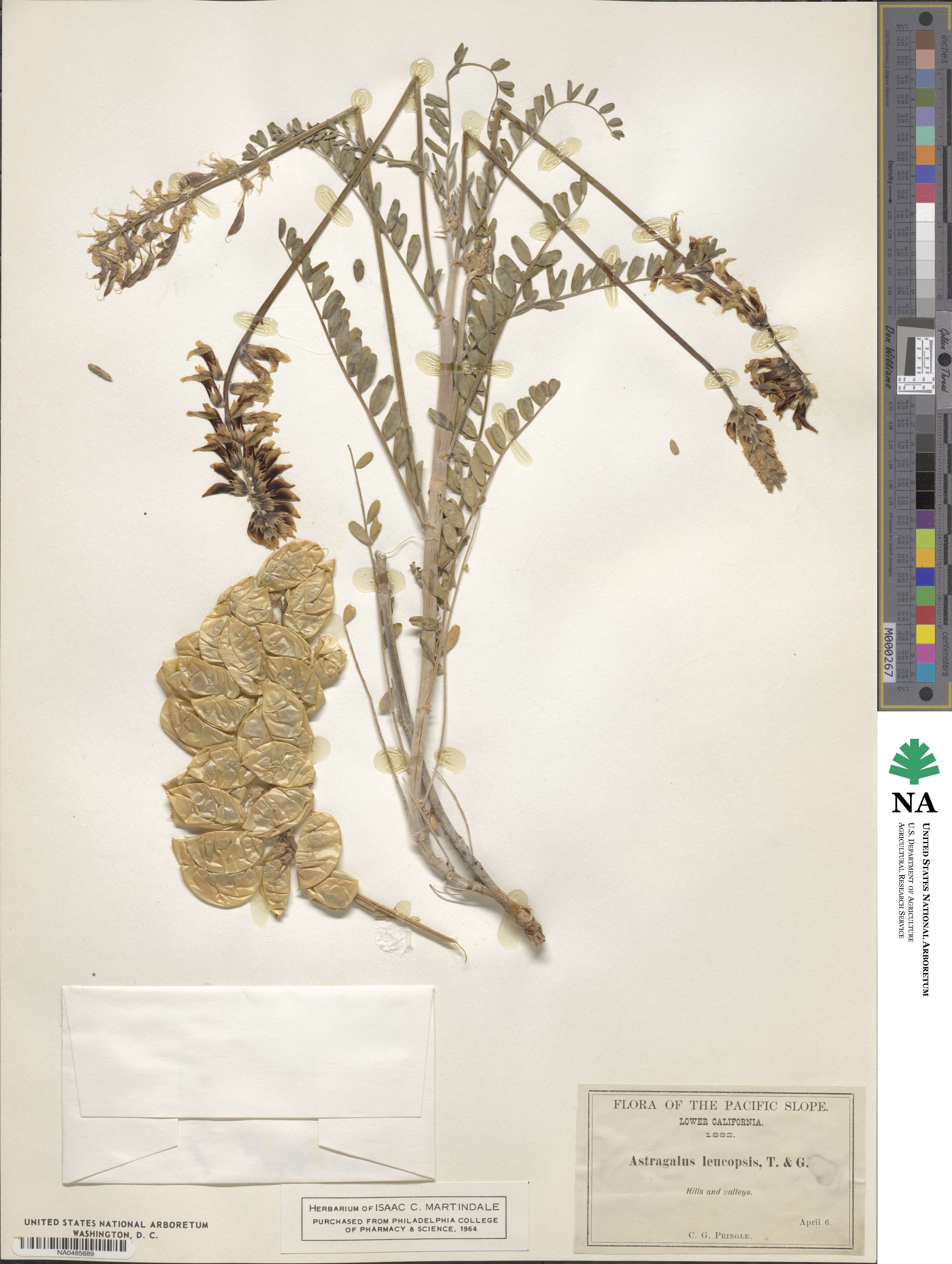 Astragalus trichopodus image