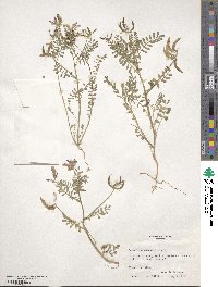 Astragalus lindheimeri image