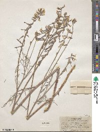 Astragalus lonchocarpus image