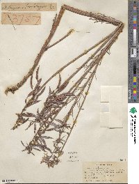 Astragalus lonchocarpus image