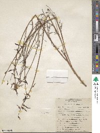 Astragalus lonchocarpus image