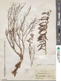 Astragalus lonchocarpus image