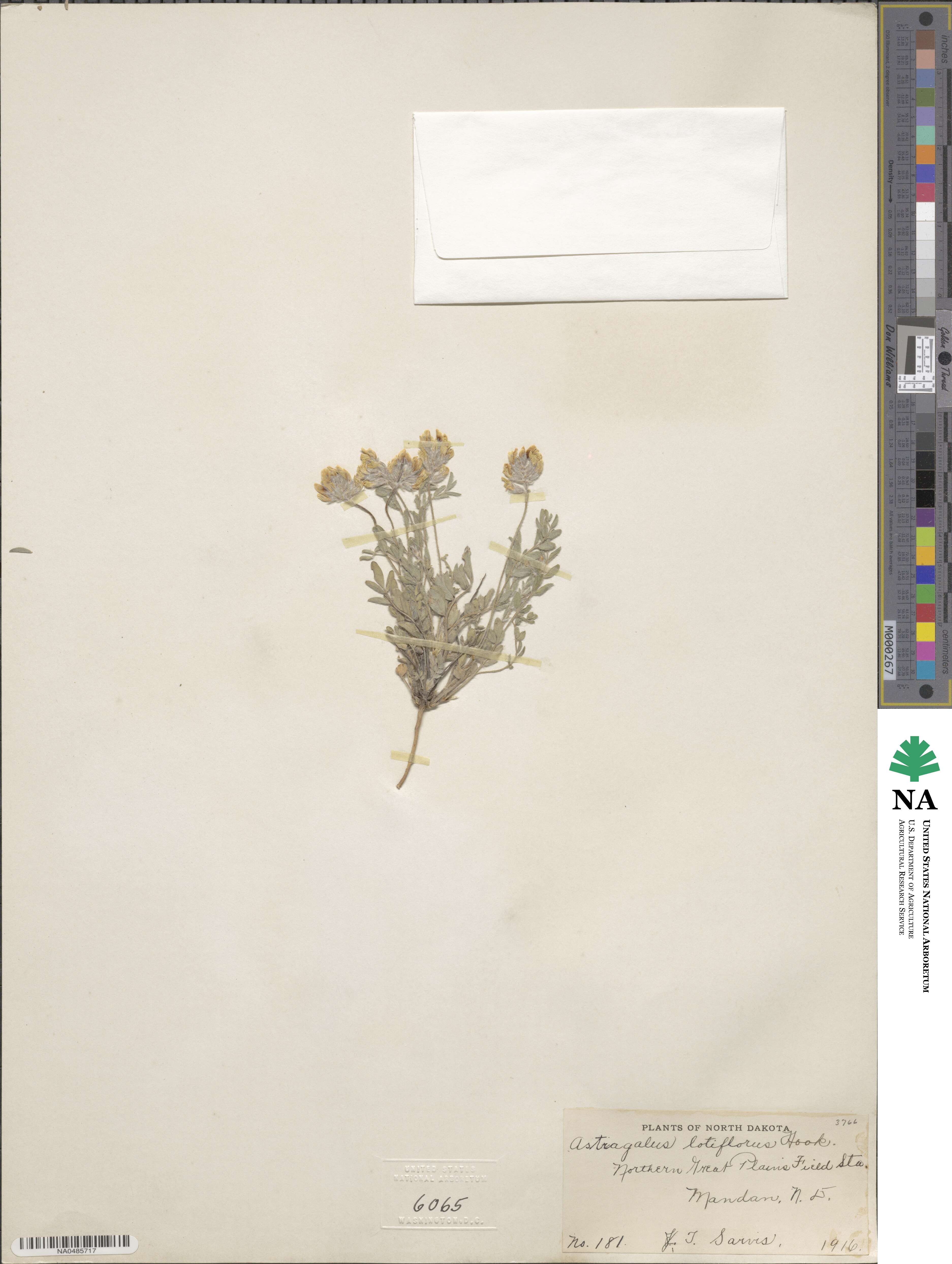 Astragalus lotiflorus image